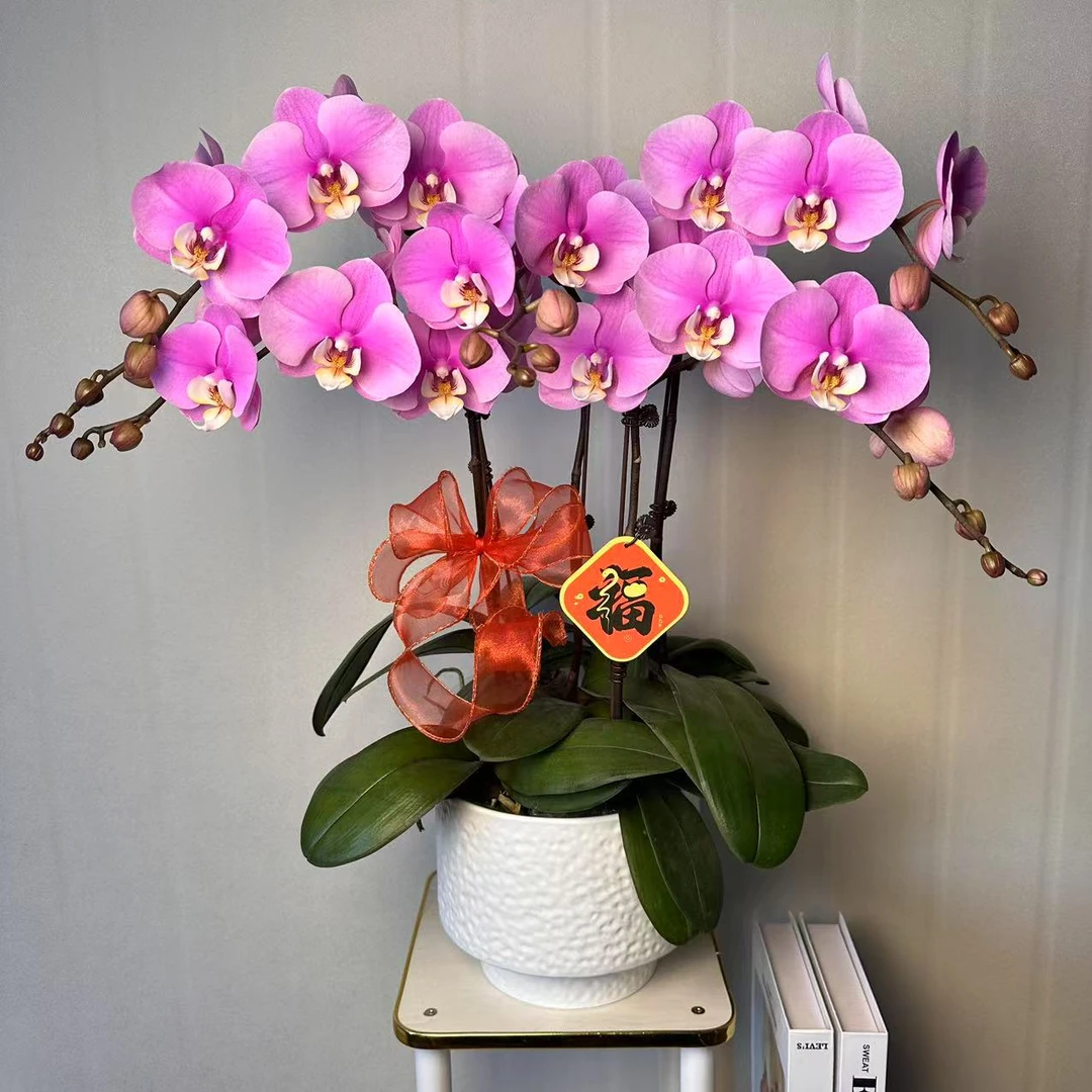 花椿舍【安娜】精品蝴蝶兰耐开好养高品质带花带花苞室内高端花