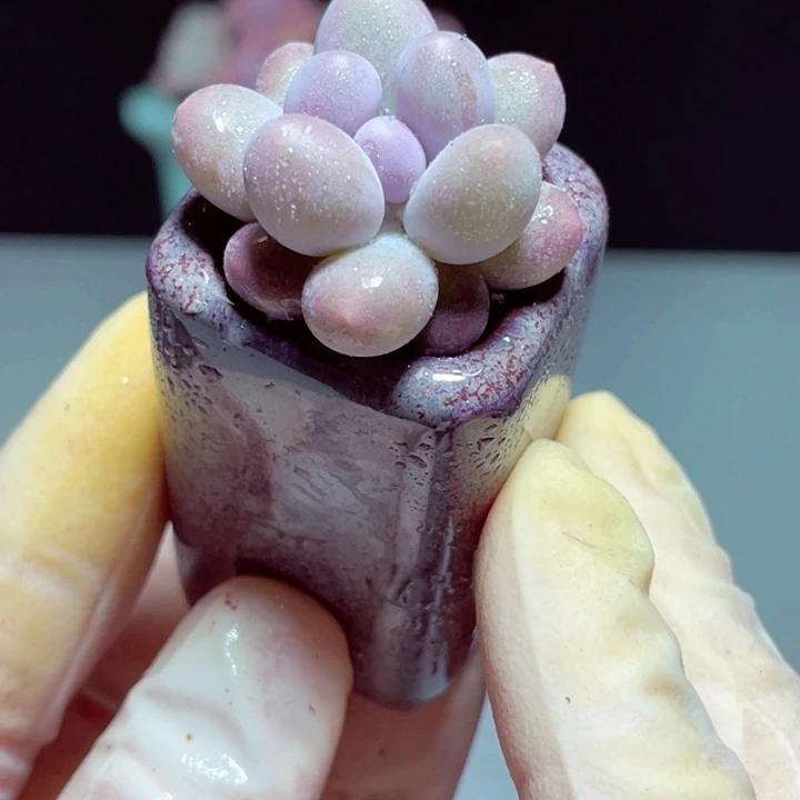 汤圆样品1盆带盆发货1