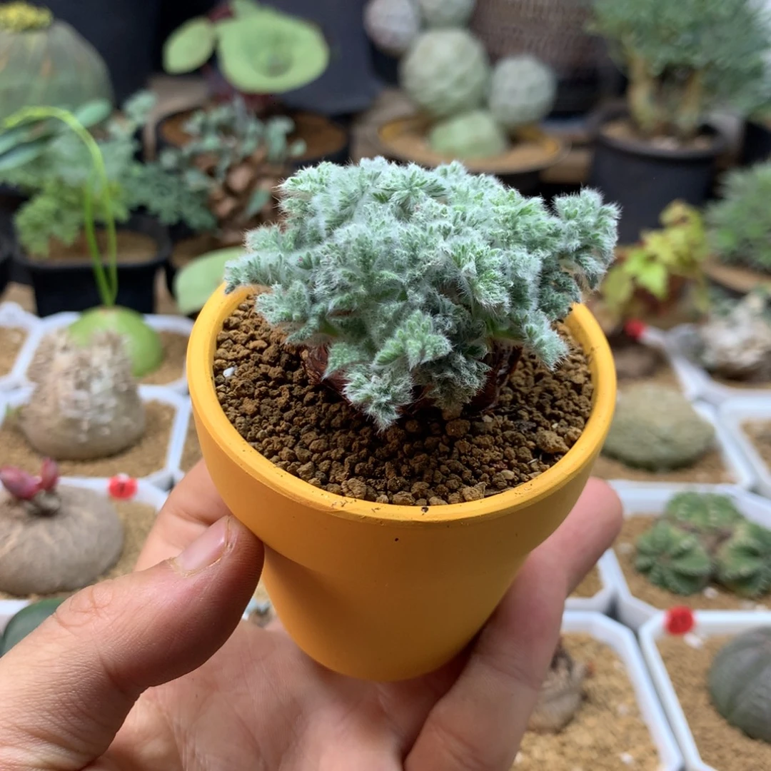 羽叶杨葵母本带盆黄