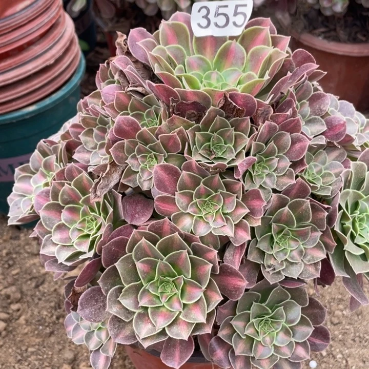 无花朵355多肉植物女巫中斑