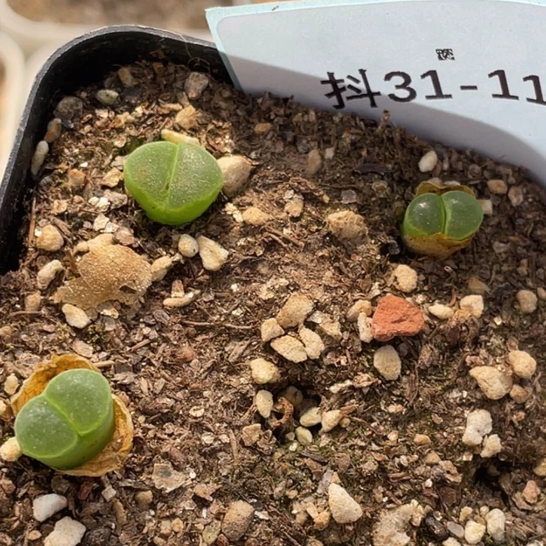 31-111极窗风铃多肉植物