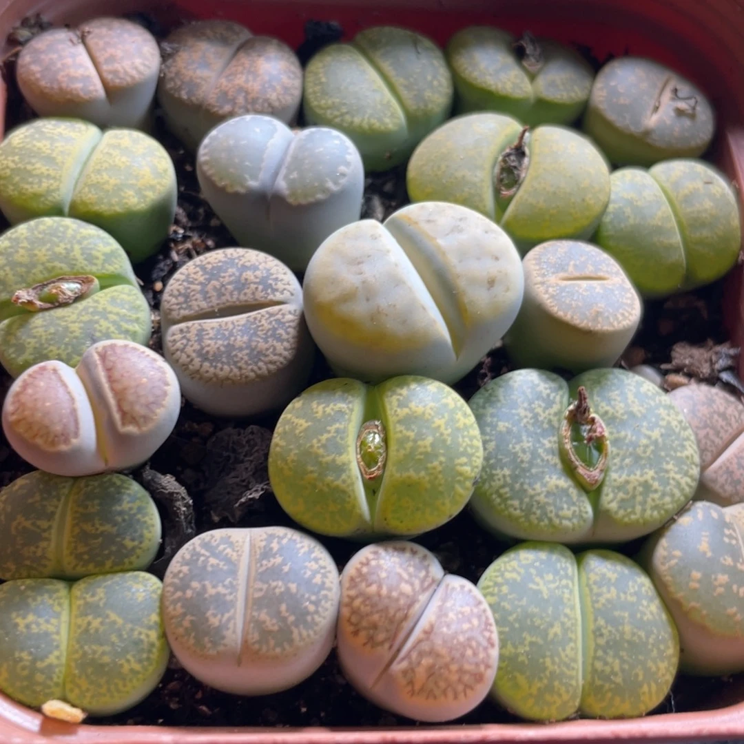 大盆特价一物一拍～35