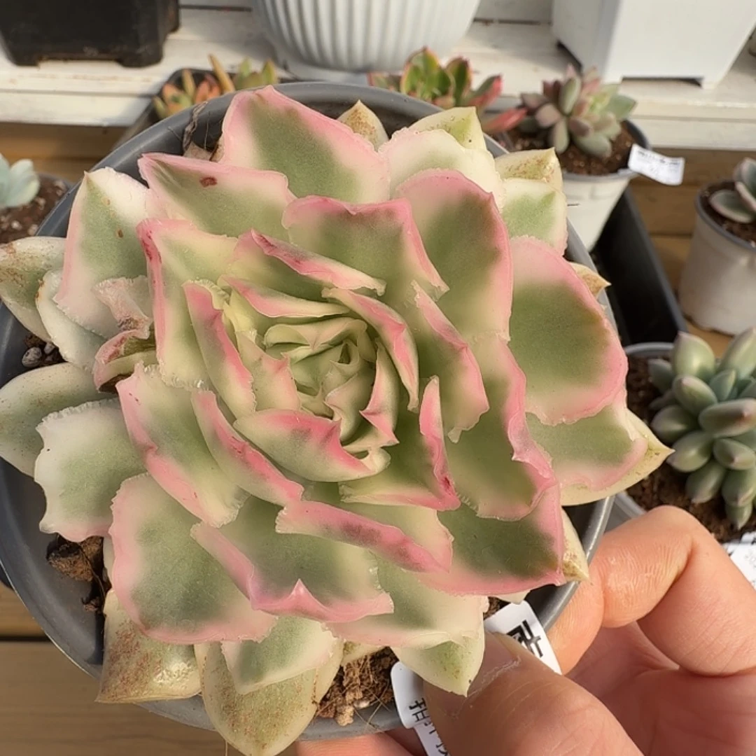 紫蝴蝶锦111123-66