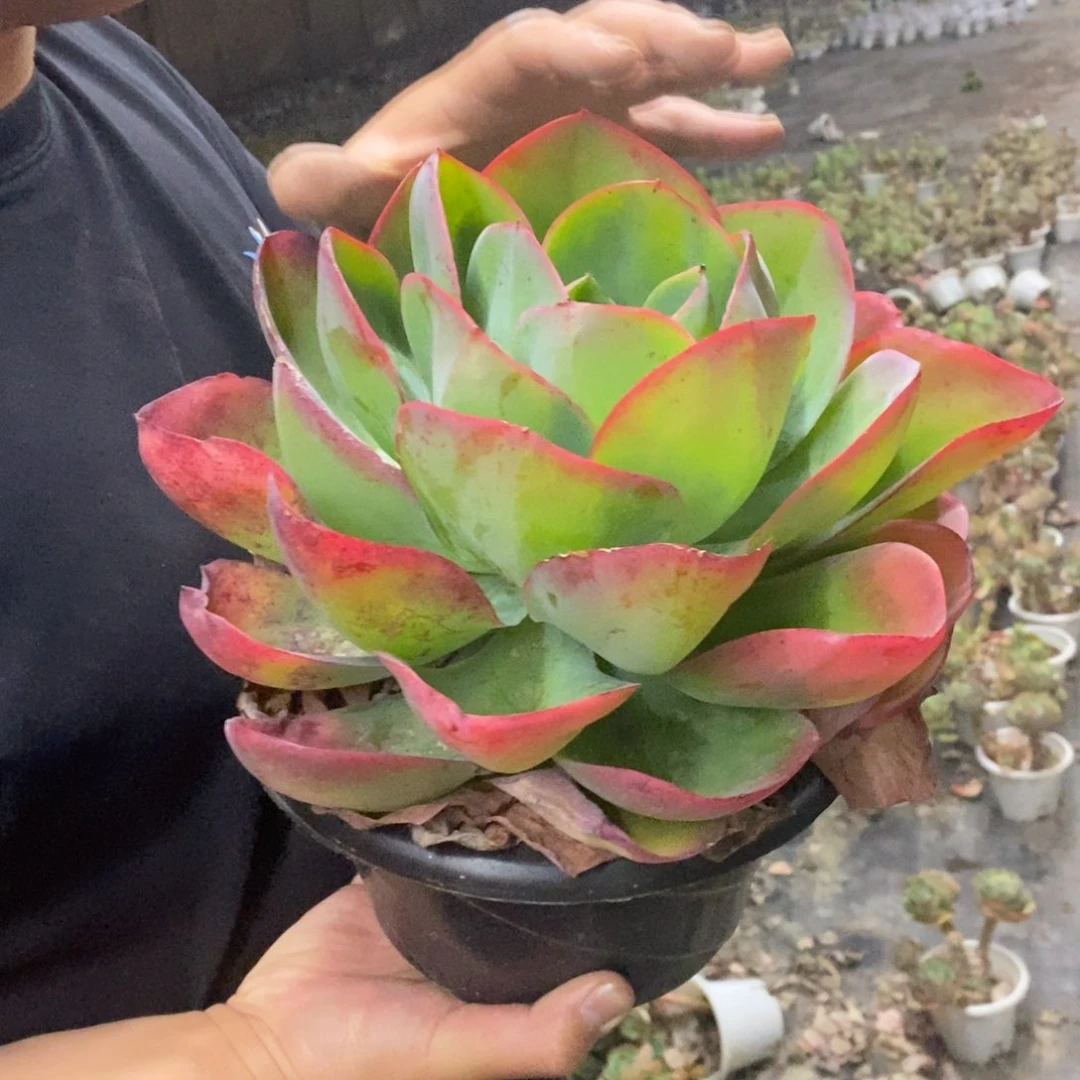 霓虹灯大单头老桩