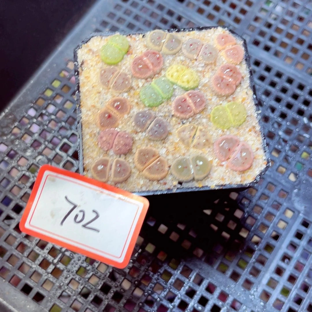因**你702生石花带盆发