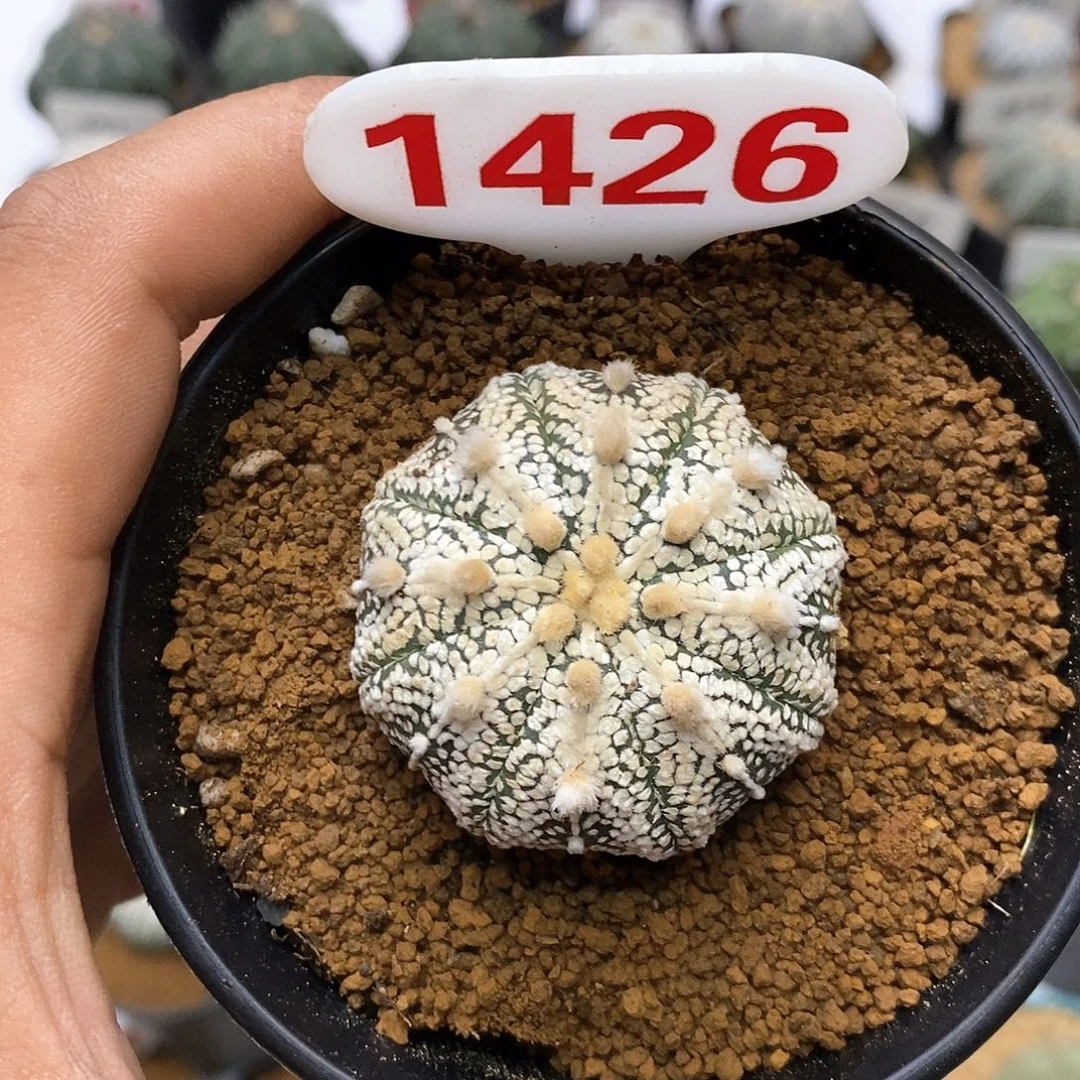 1426福利特价咯打榜吧