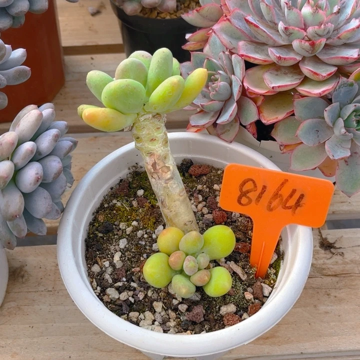 花***8金蝉多肉植物8164