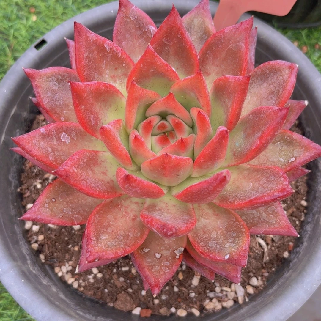 *****我的小可爱们都好可爱