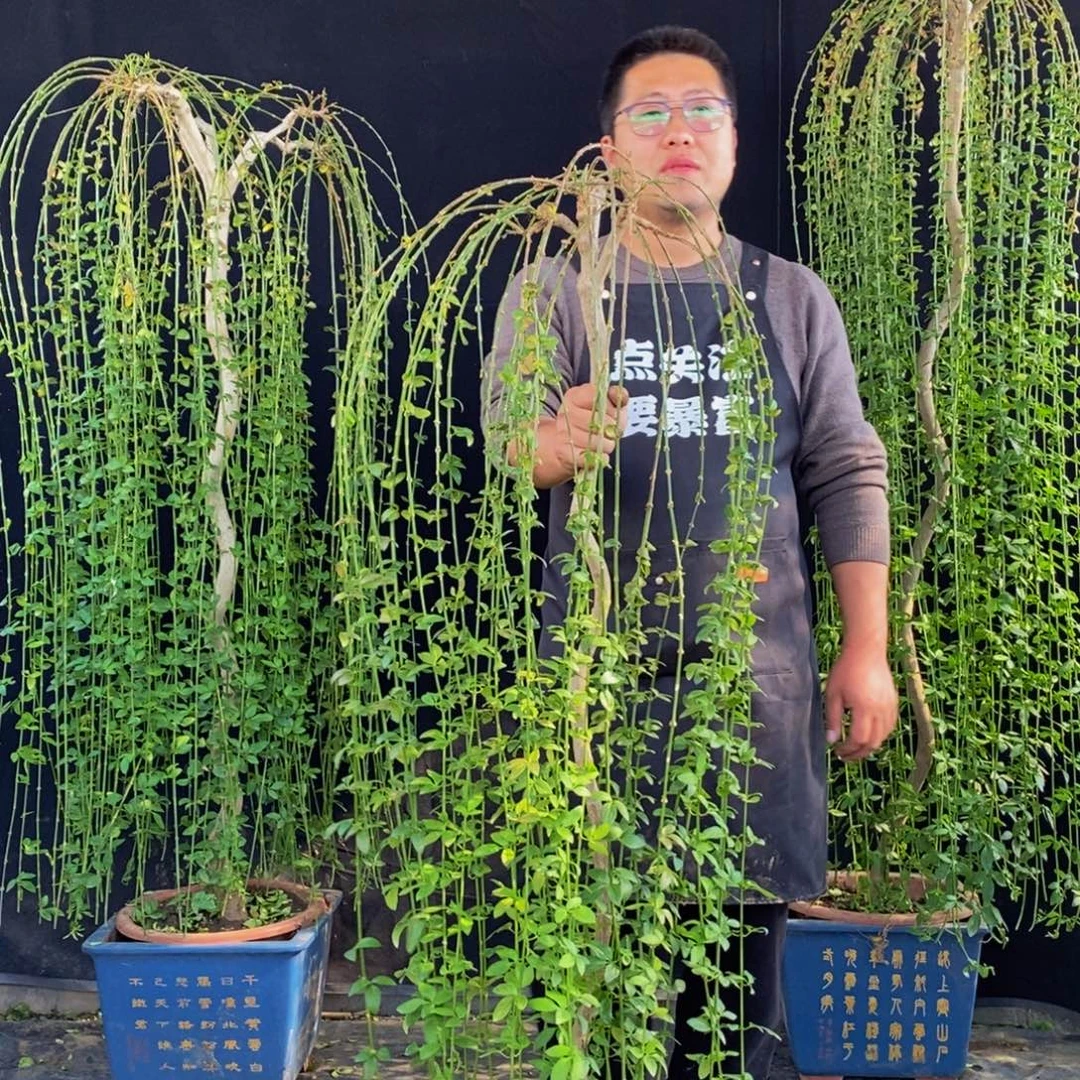 三台迎春，一物一拍，落叶期