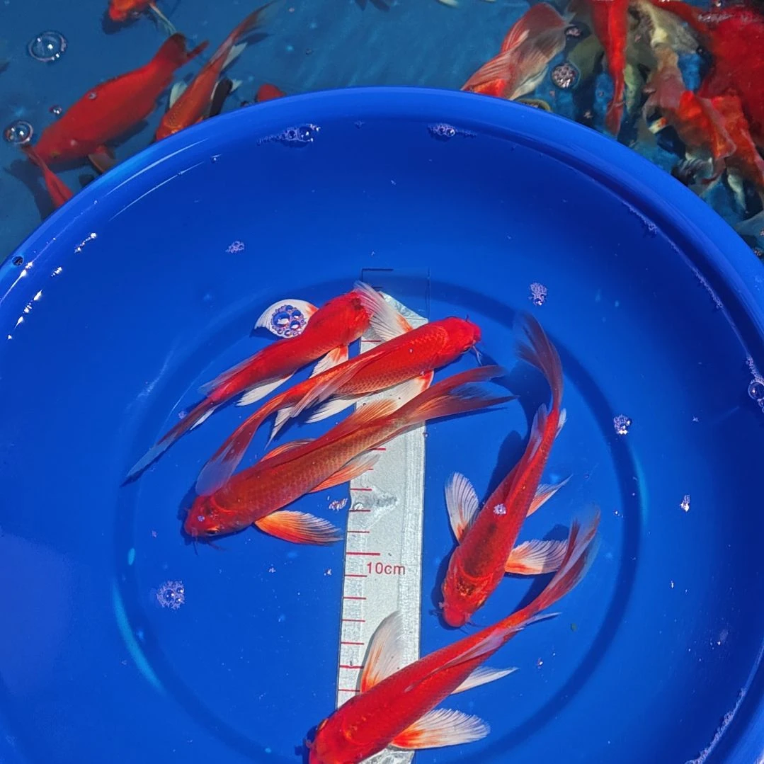 中国大陆冷水观赏鱼蝴蝶鲤