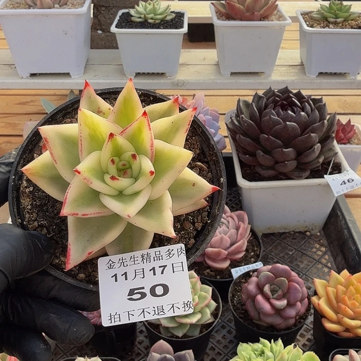 1127-50墨西哥玛丽亚锦