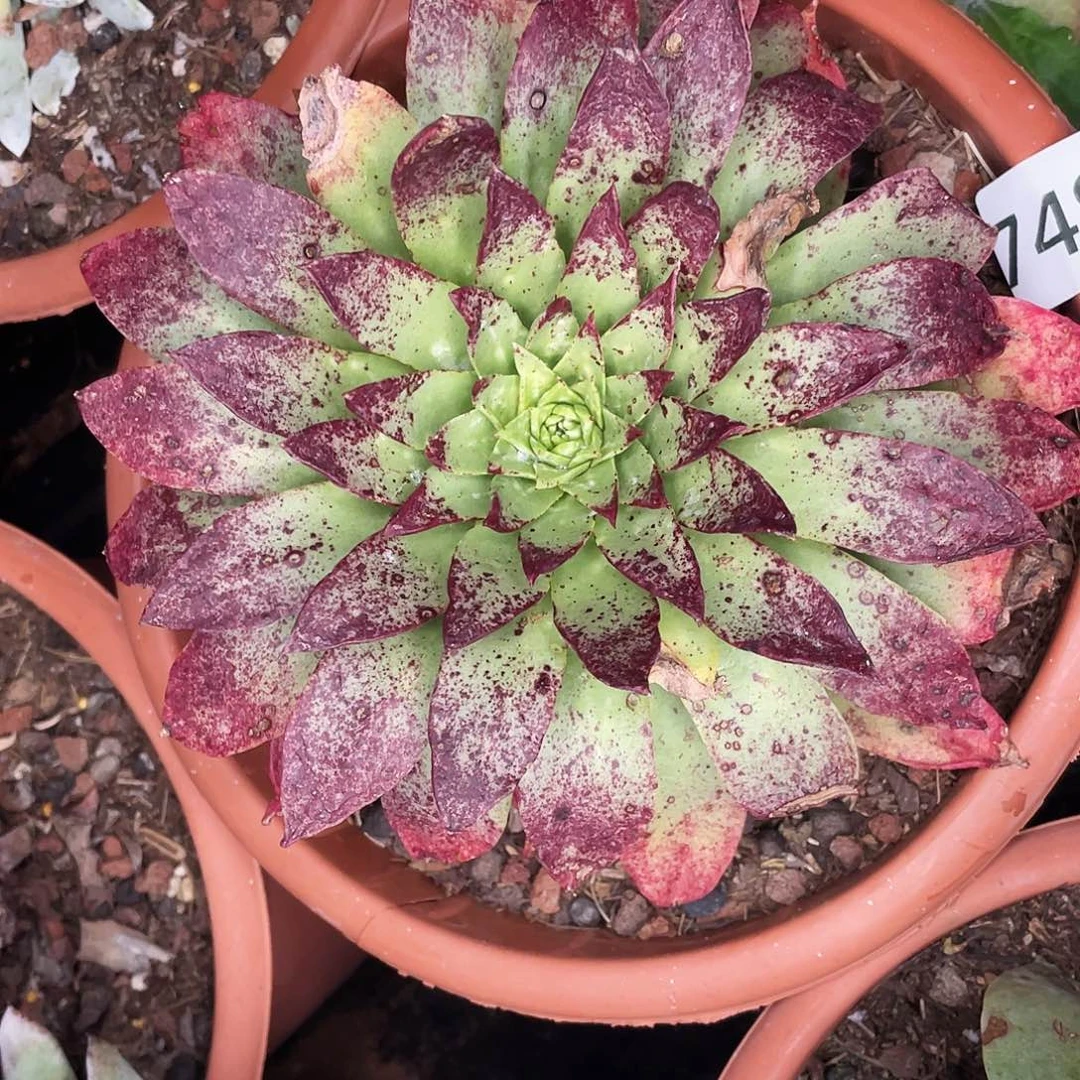 绿雪山老桩单头7483