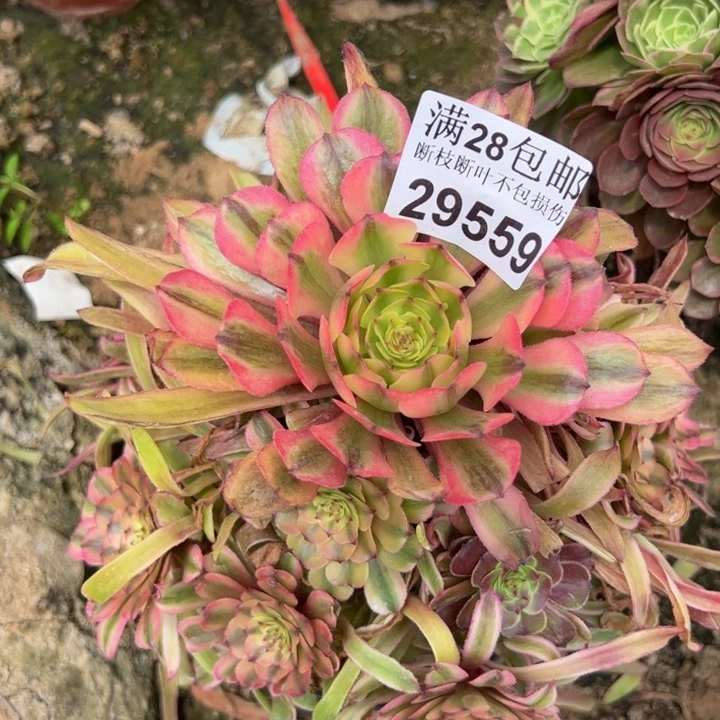 29559法师多肉植物