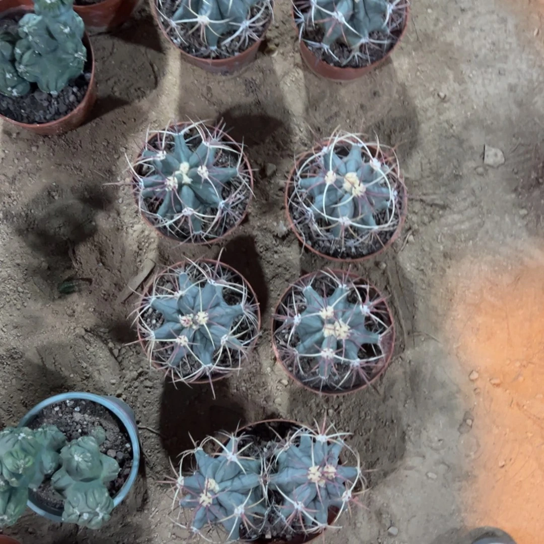 江守玉实生随机一颗