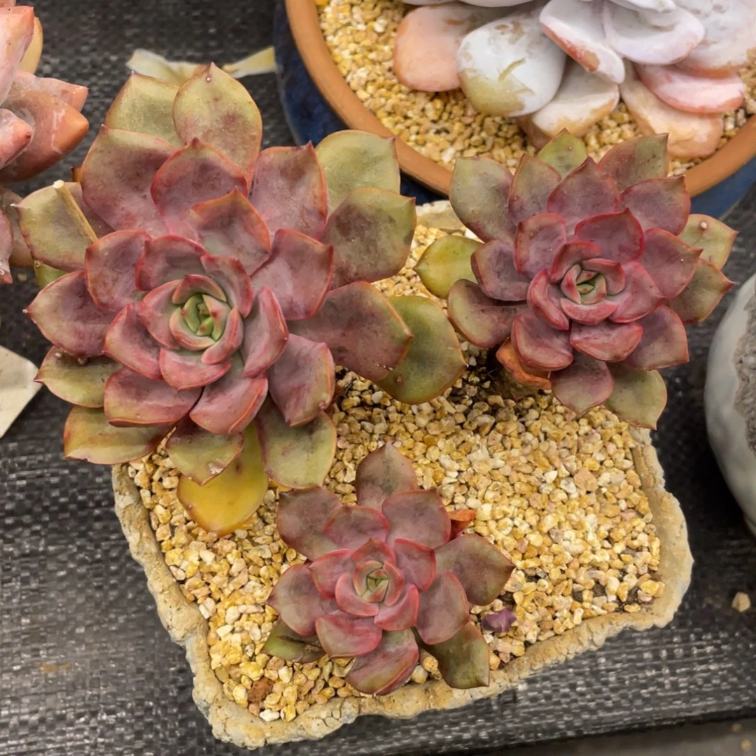 弥鹿之森一物一拍