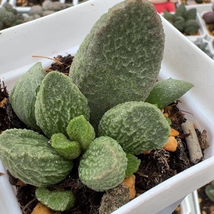 实生新品多肉植物水泡多肉植物水泡