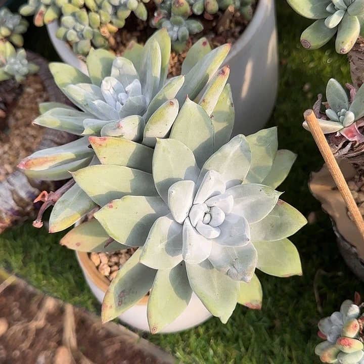 帕翠莎仙女杯老桩