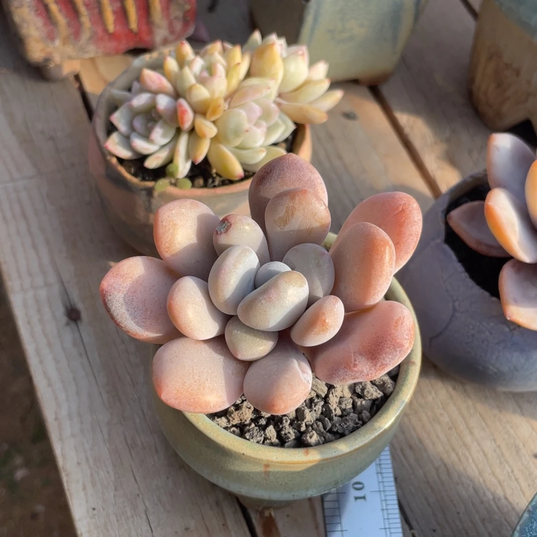 多肉植物多肉植物