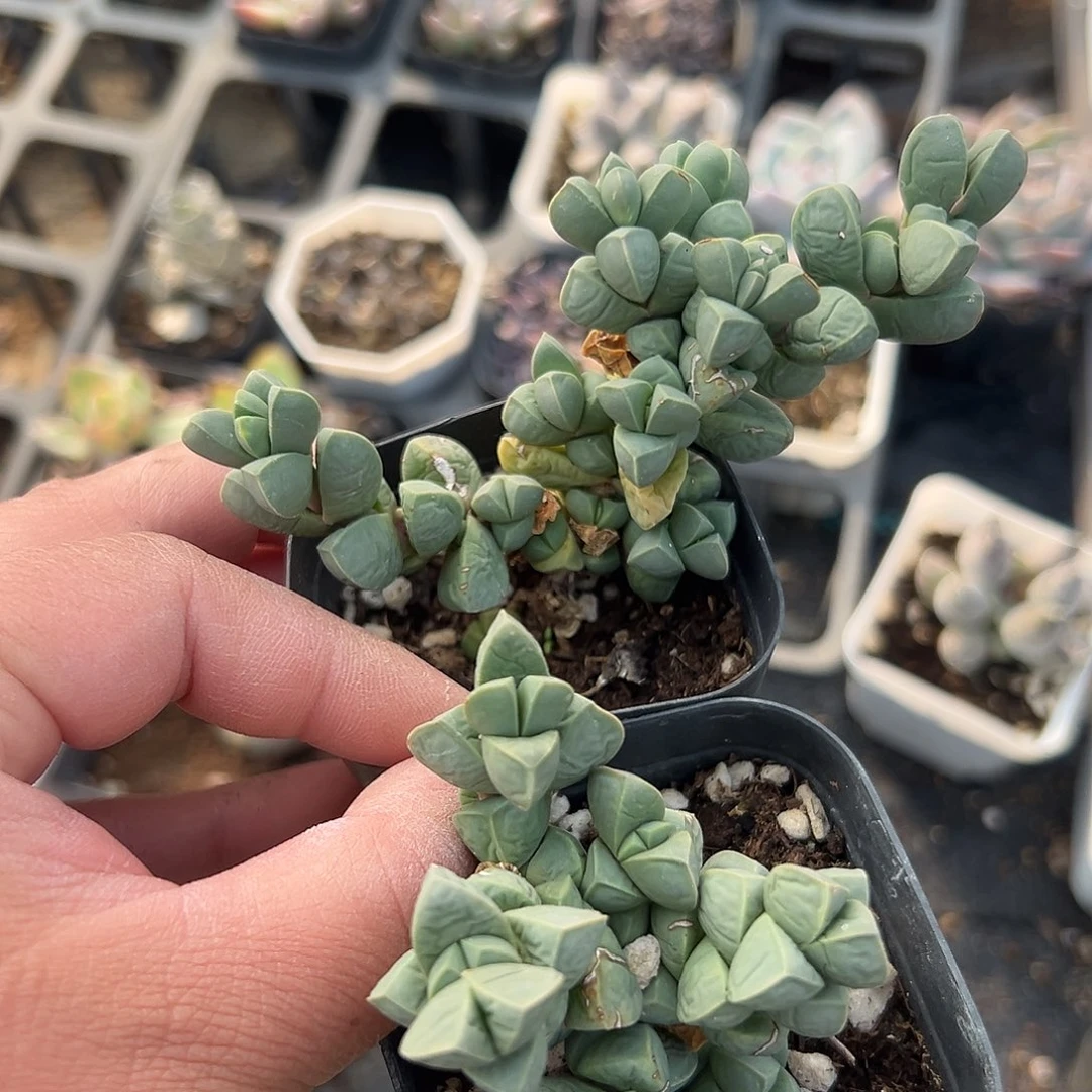 多肉植物两颗鹿角