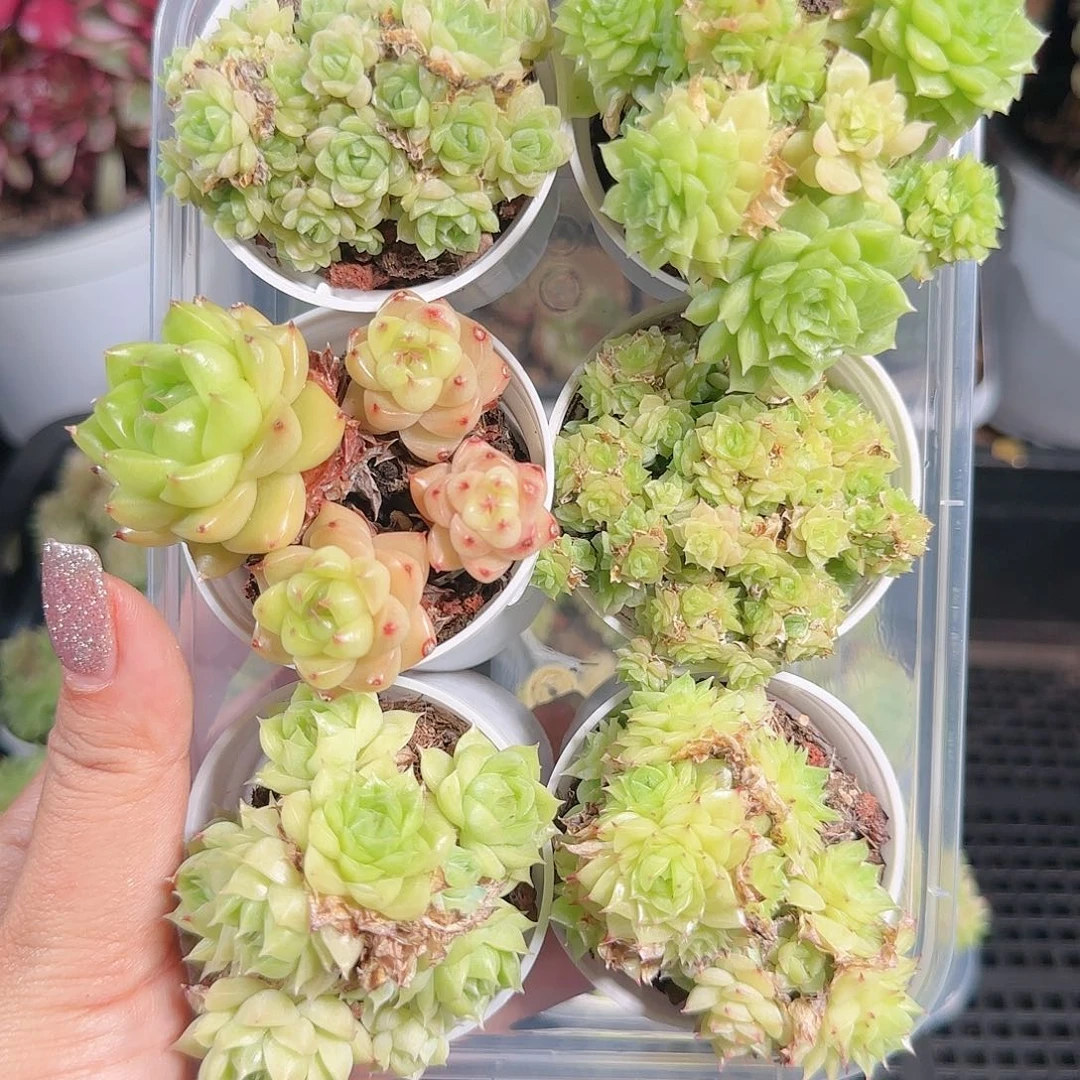 0624,-,-36麦秆6颗