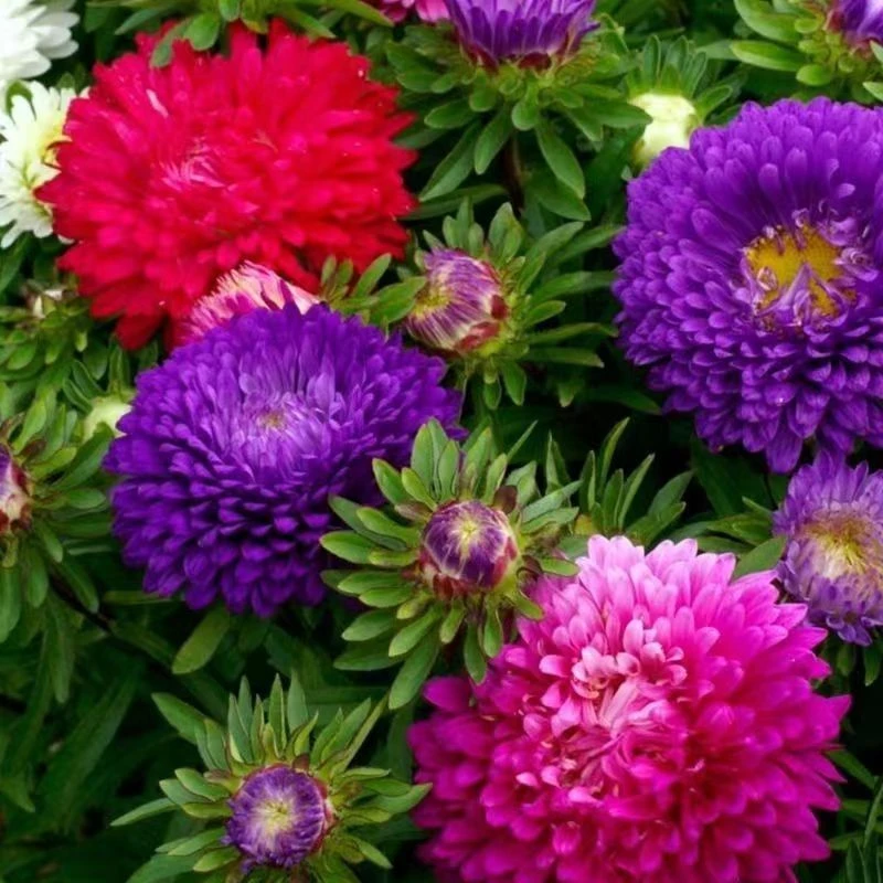 【混色彩虹糖果菊花花卉种子】耐热易种阳台庭院植物种子gz