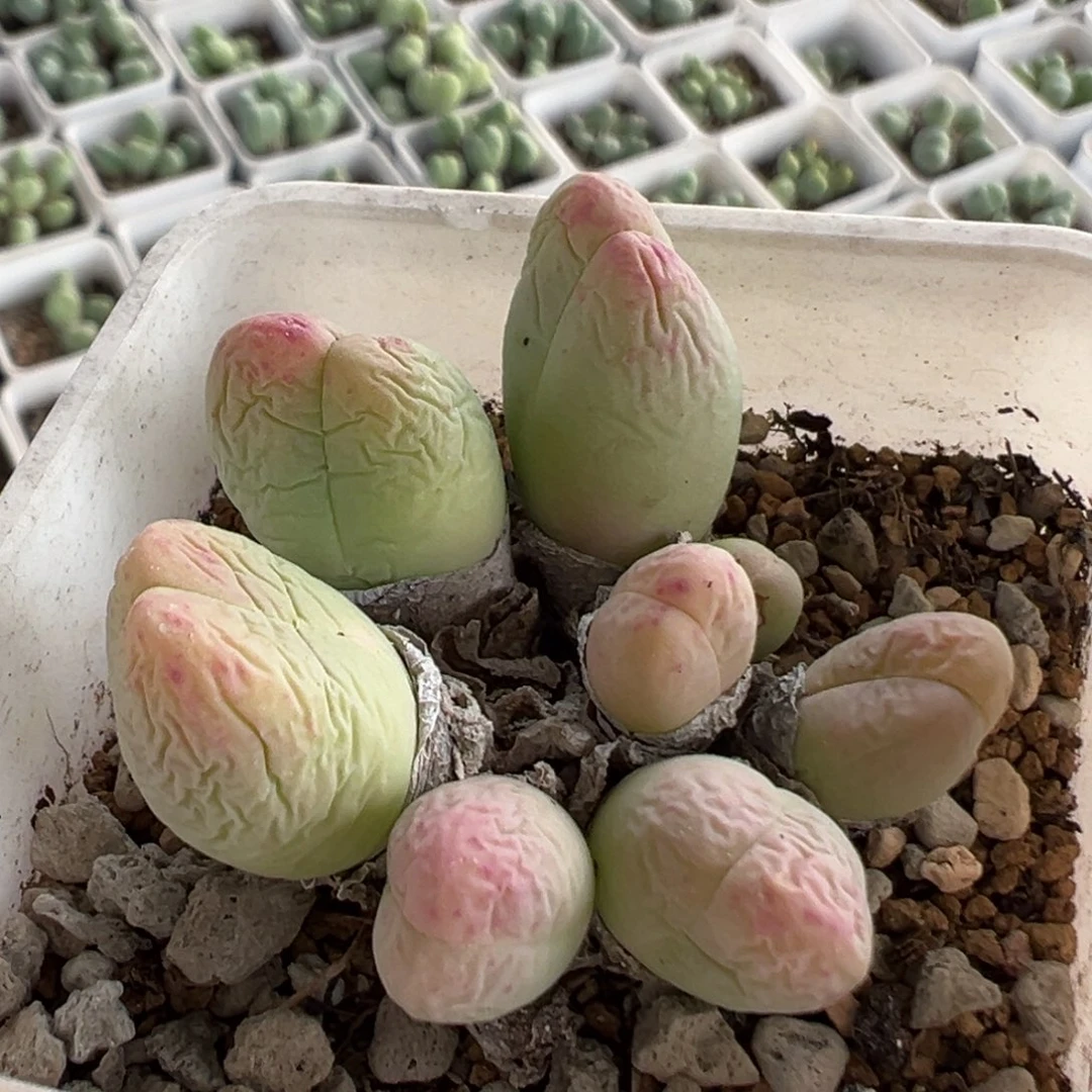 231多肉植物百科植物