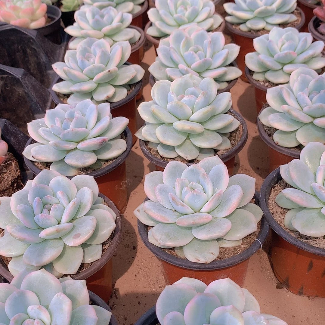 梦露锦23457789000000