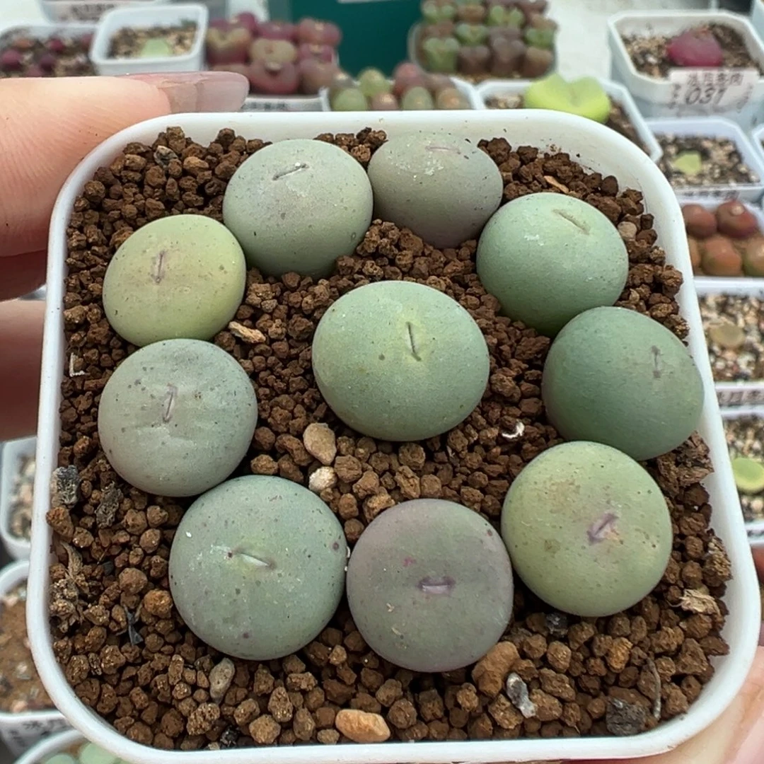 158大型红嘴裸根发货