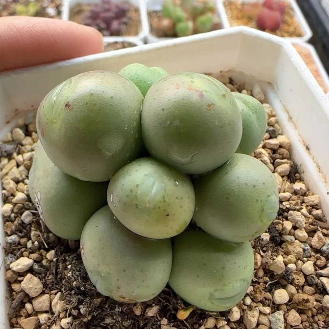 5132 大白多肉植物园