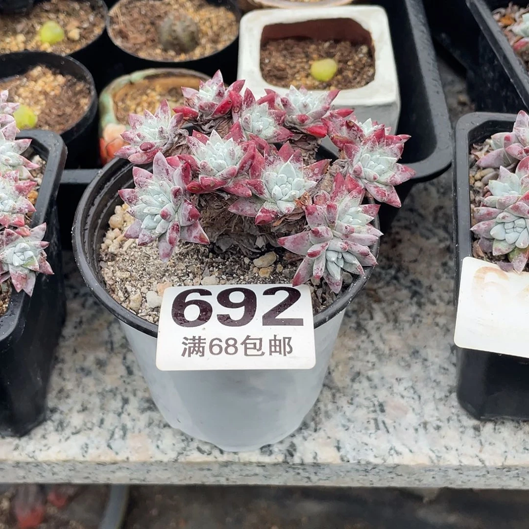 晨溪园艺仙女杯呀