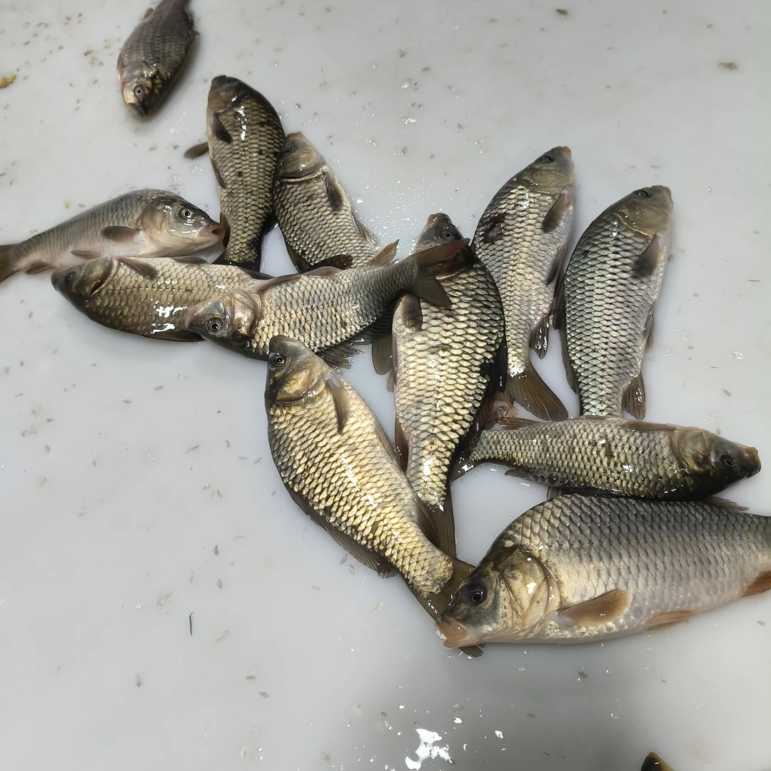 （去内脏）松花江野生小鲤鱼红烧酱顿油炸嘎嘎好吃6斤顺丰冷链包邮