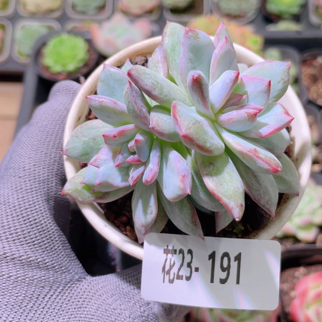 花利美23-185花盏191粉蓝鸟