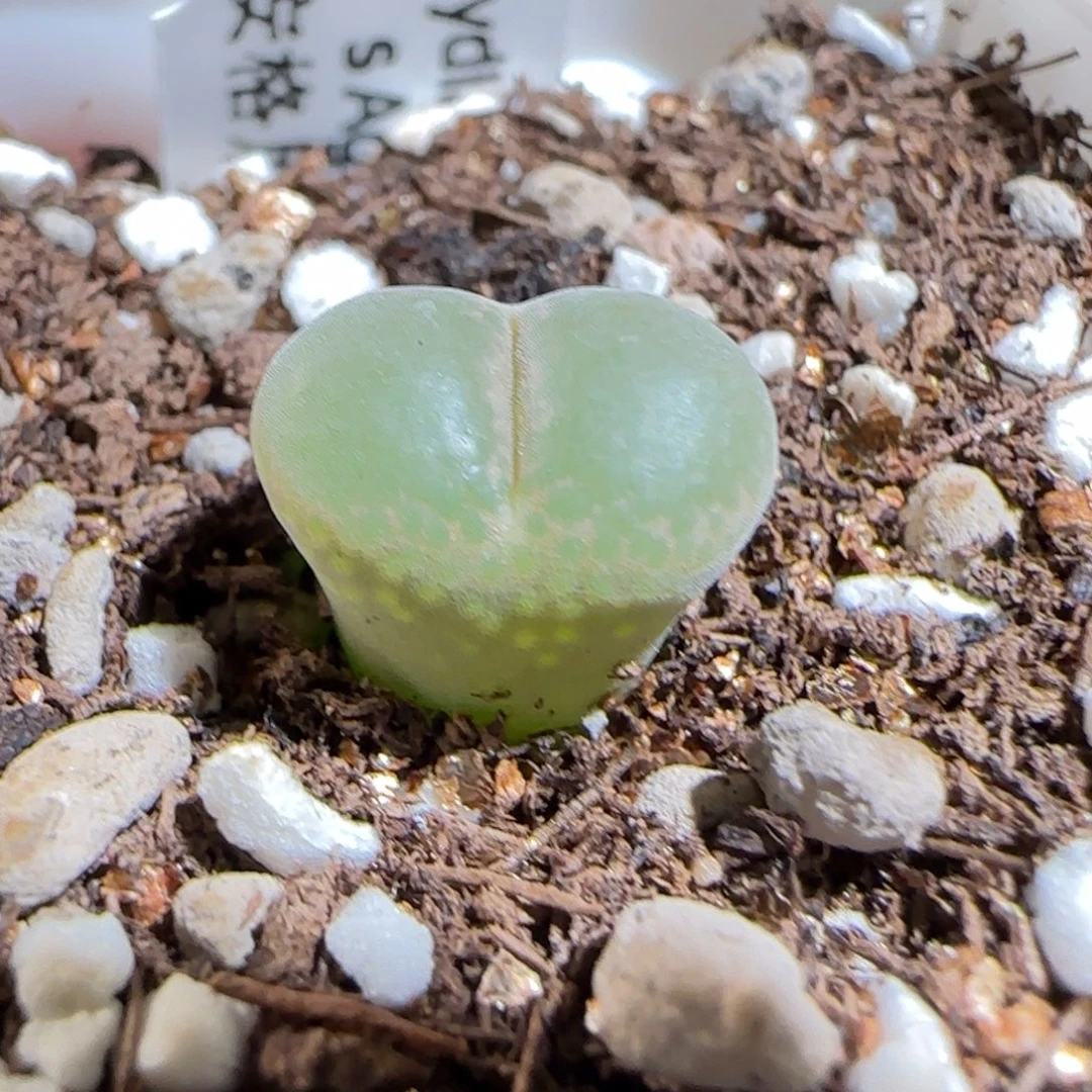 肉锥多肉植物组合-安格1206