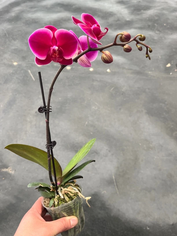 鲜花《香山》蝴蝶兰云南源头基地直发