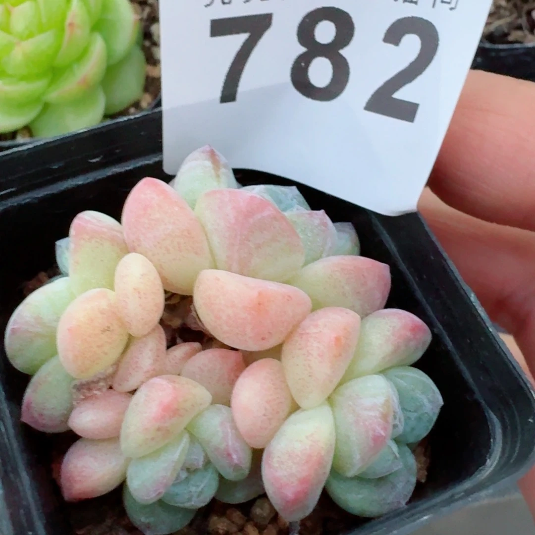 糖心冰玉            精美多肉植物