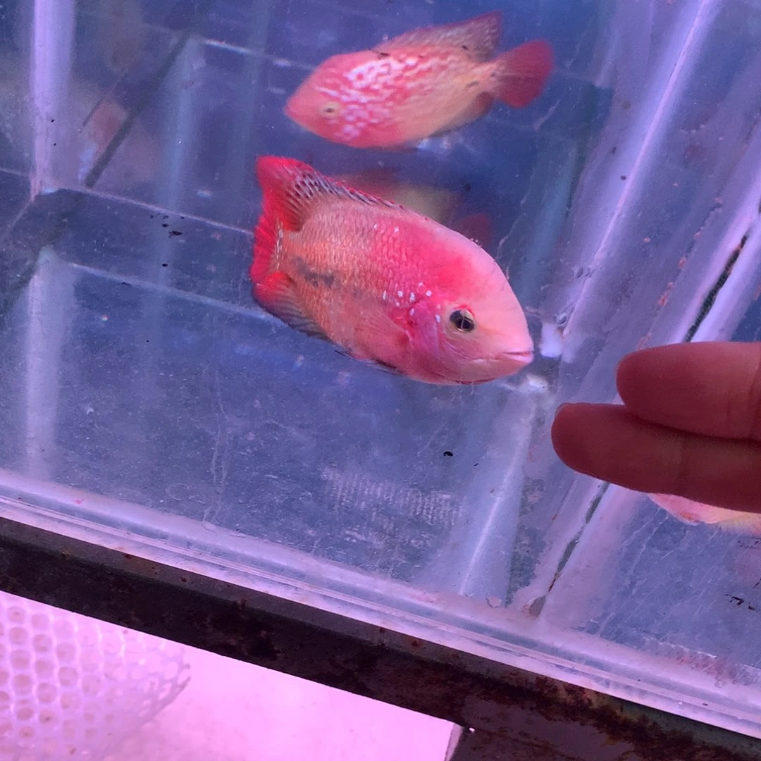 罗汉鱼鱼1楼66666666