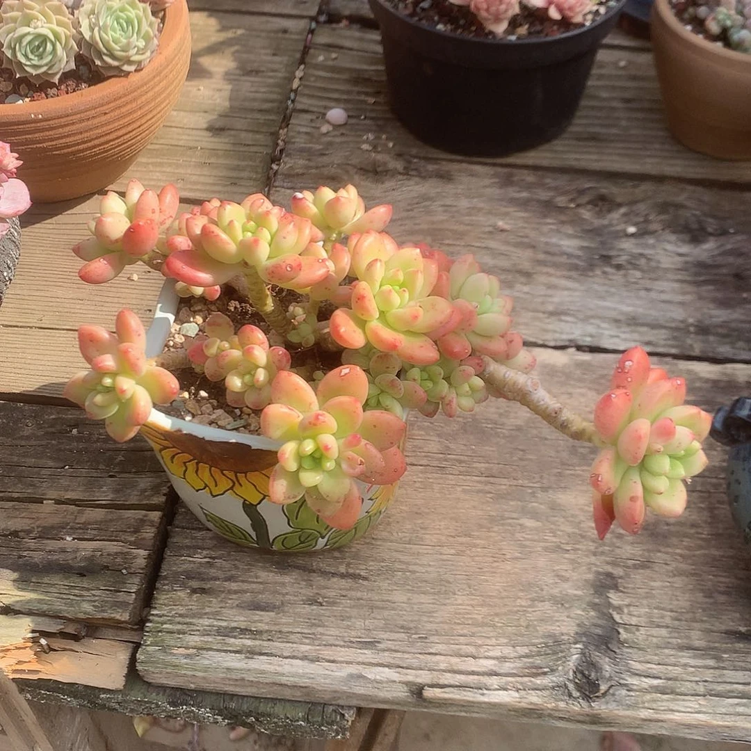 燕*香格里拉带盆多肉植物