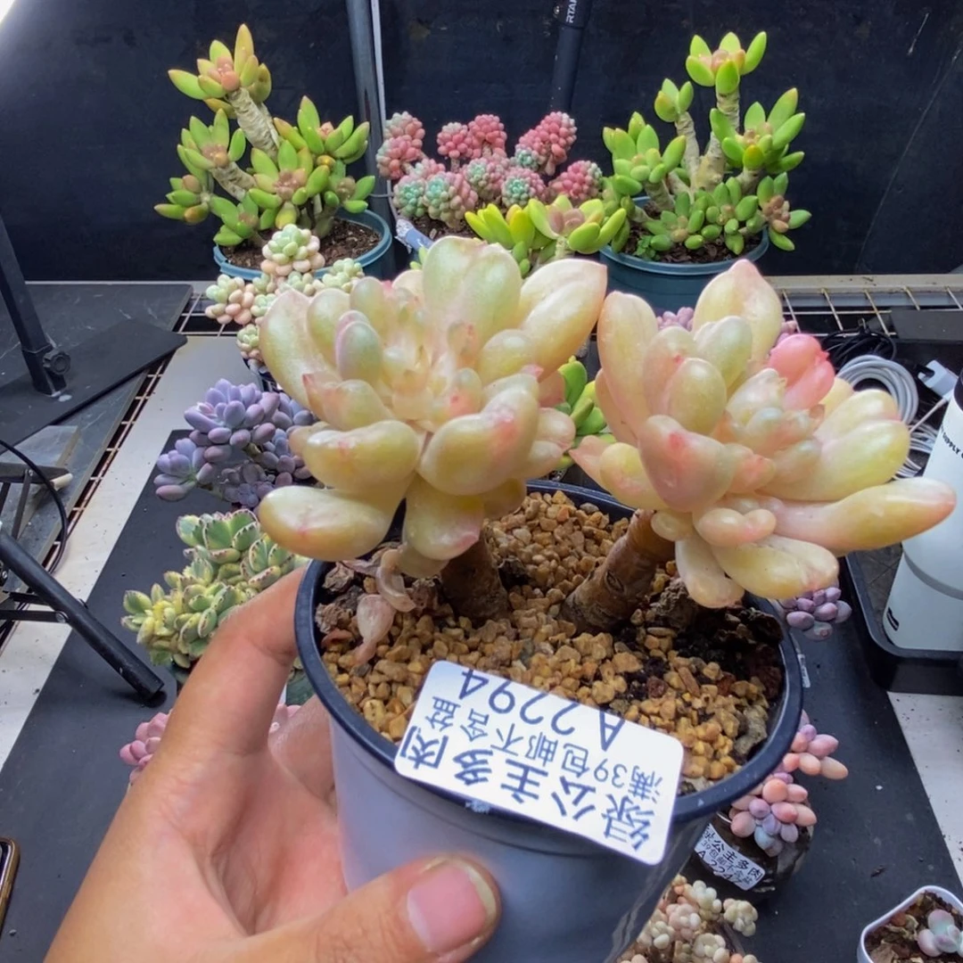 294比尔盖茨多肉7c m