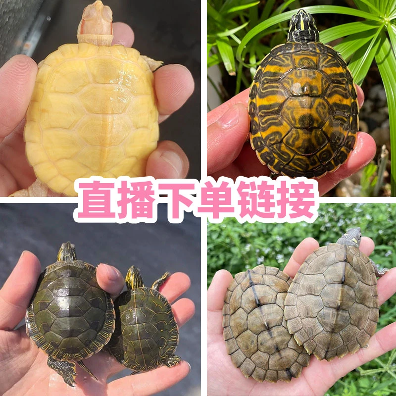 【直播间-链接】直播选龟变异巴西火焰地图西锦小宠物龟等多个品种