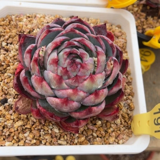 191惊鸿仙子 夏鸣园艺