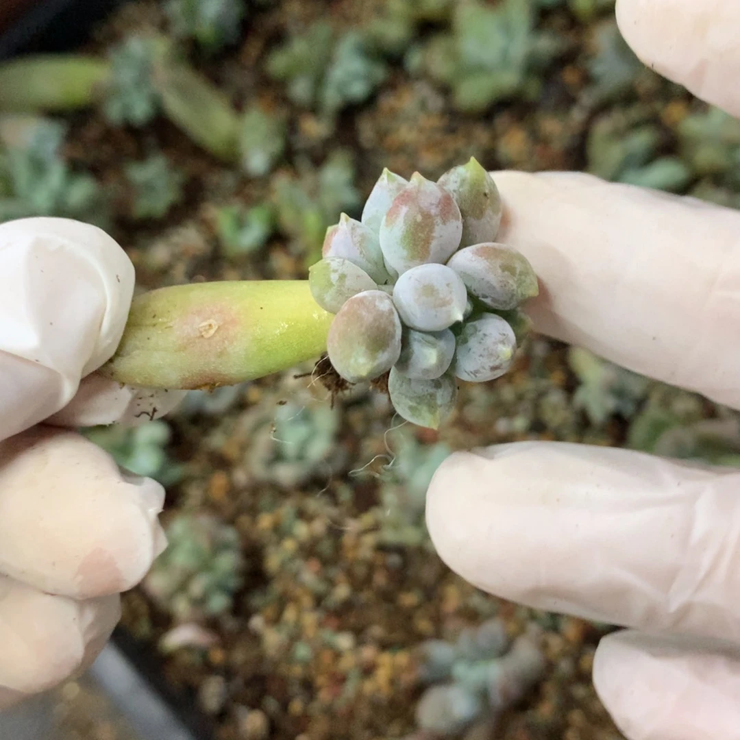 哥特萝莉胖体双头的