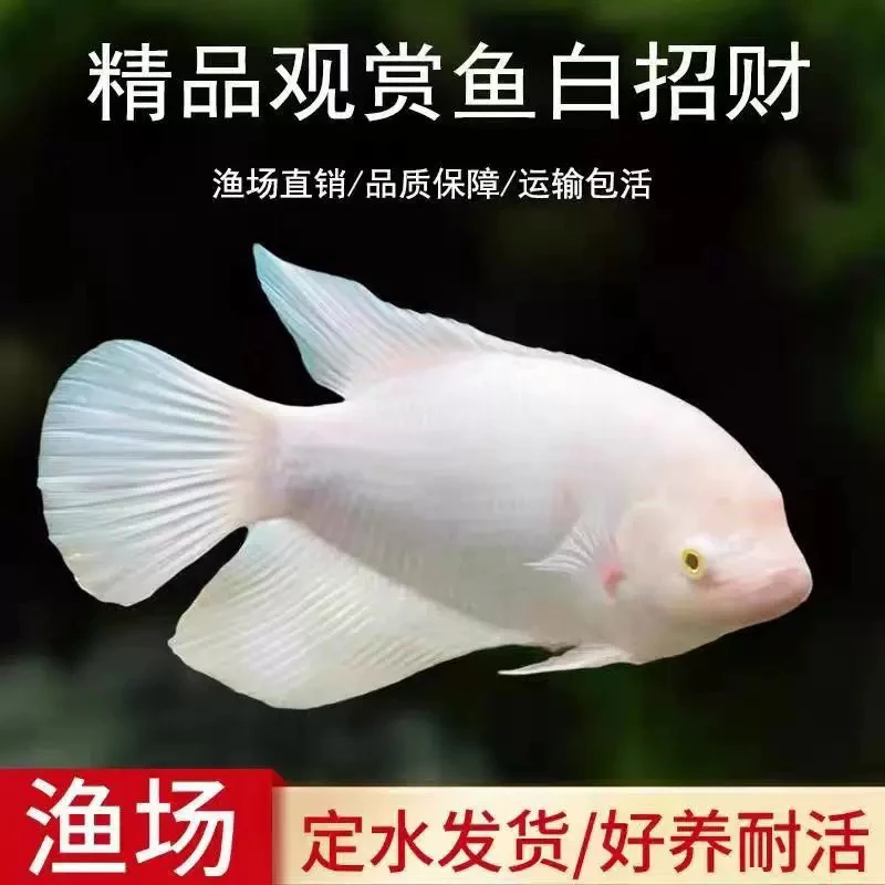红眼招财鱼战船鱼活体中热带淡水观赏鱼鱼