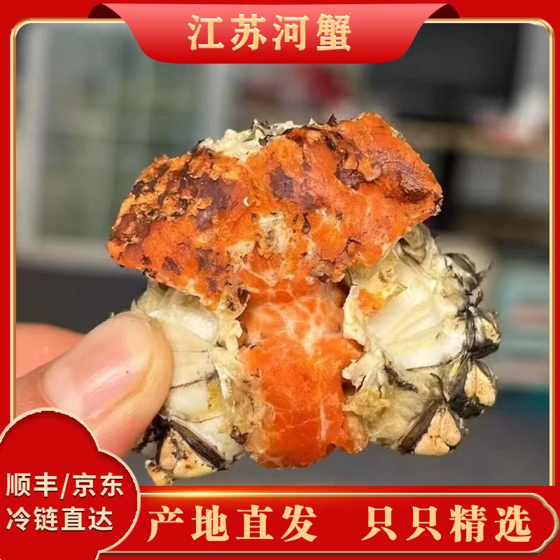 G【江苏活蟹】32只公母各半单只1.1-0.8两江苏河蟹顺丰冷链不绑绳