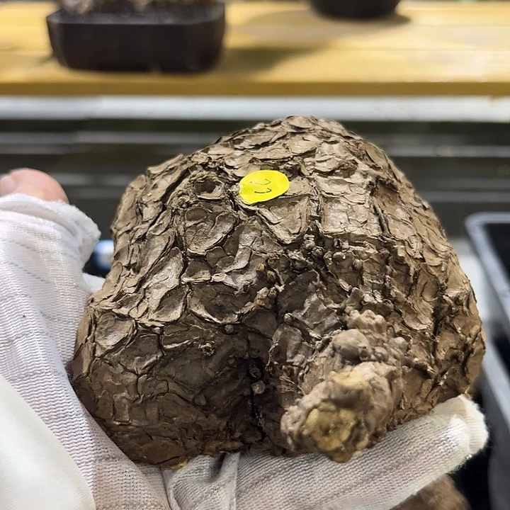 汤圆植物一叶龟龟型