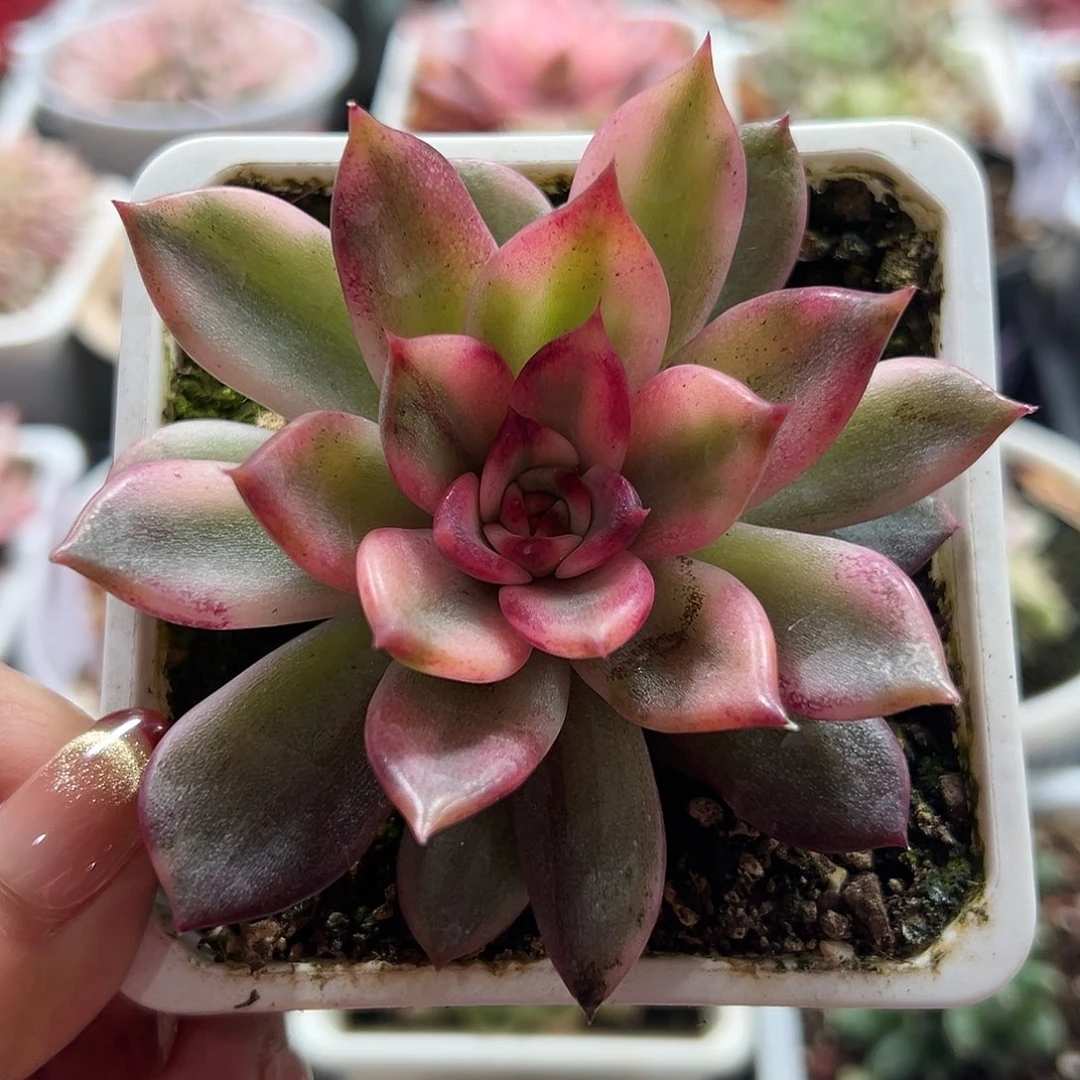 火焰玫瑰锦多肉植物