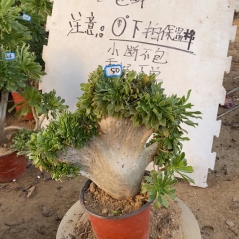 原始绿缀瑕疵一物一拍