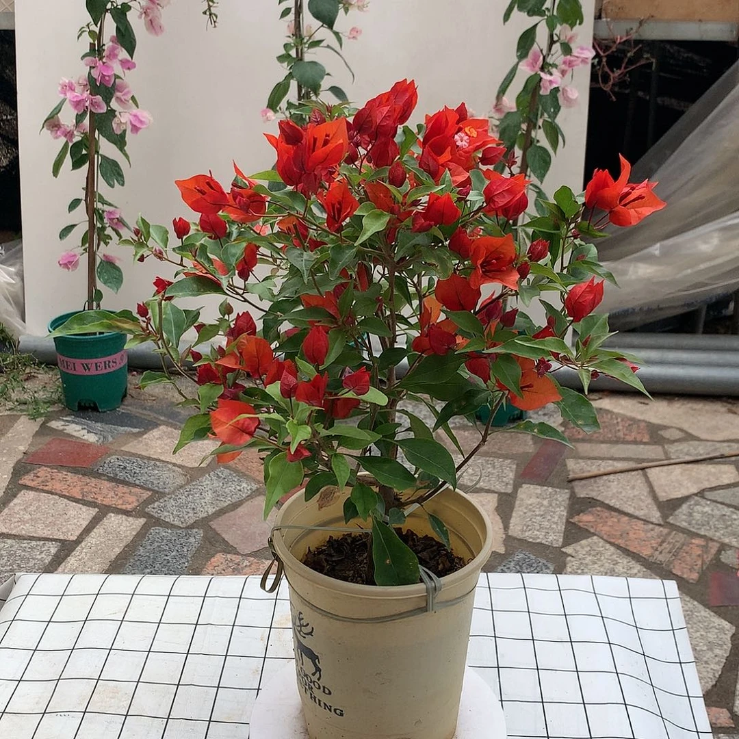 完全开放热火桑巴三角梅