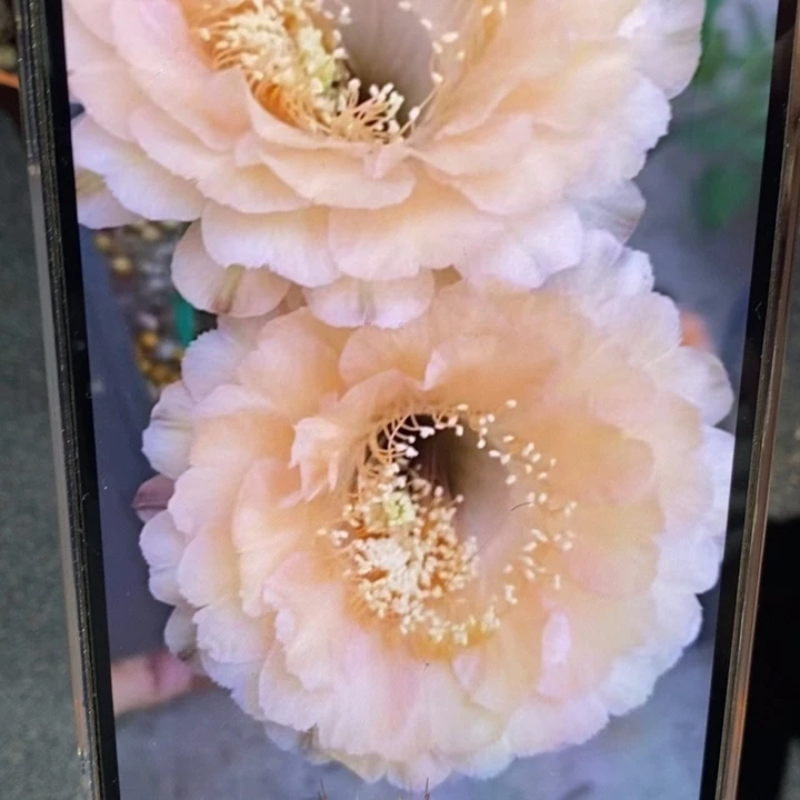 香香新品香槟侧芽3-3.5公分左右