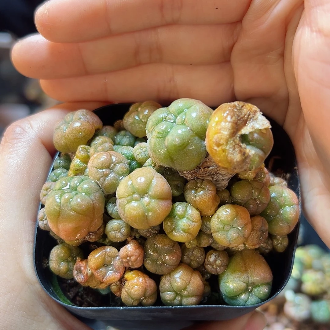 自根子吹乌群6.5公分有老皮