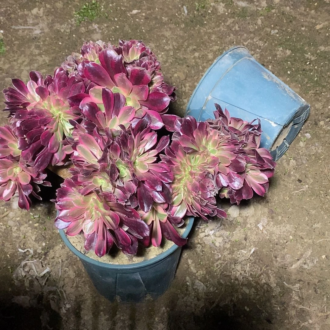 多肉植物一号美杜莎缀化